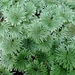 Canalohypopterygium tamariscinum - Photo (c) Heidi Meudt, μερικά δικαιώματα διατηρούνται (CC BY), uploaded by Heidi Meudt