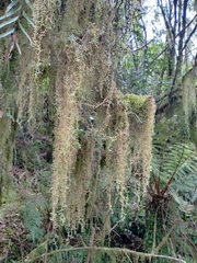 Weymouthia cochlearifolia