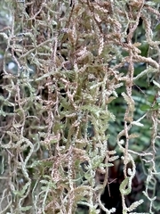 Weymouthia cochlearifolia