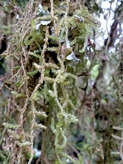 Weymouthia cochlearifolia