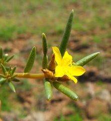 Portulaca australis