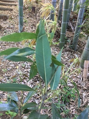 Quercus myrsinifolia