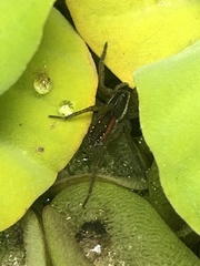 Diapontia uruguayensis