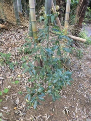 Quercus myrsinifolia