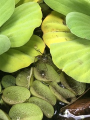 Diapontia uruguayensis