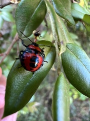 Brontocoris nigrolimbatus