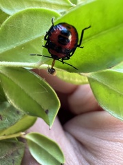 Brontocoris nigrolimbatus