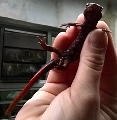 Paramesotriton hongkongensis