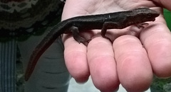Paramesotriton hongkongensis