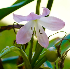 Crinum moorei