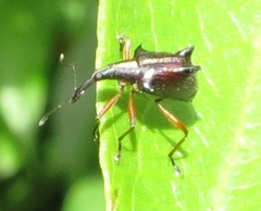 Ancistropterus quadrispinosus