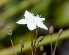 Ornduffia albiflora