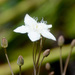 Ornduffia albiflora - Photo (c) ladyrobyn, algunos derechos reservados (CC BY-NC), subido por ladyrobyn