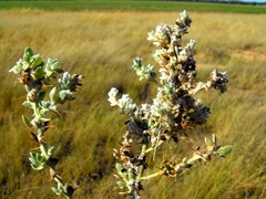 Sclerolaena birchii