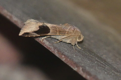 Bastilla joviana