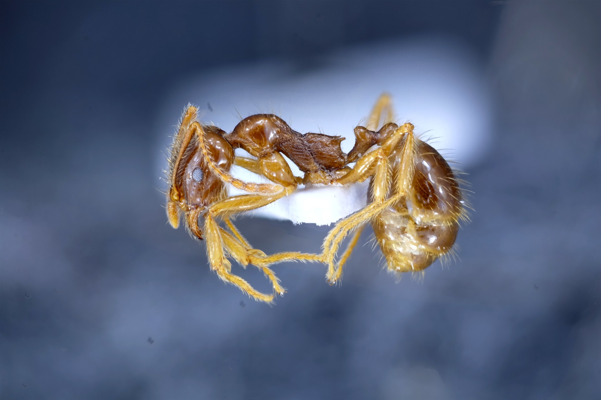 Aphaenogaster sangiorgii