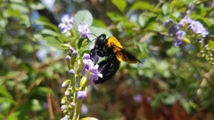 Xylocopa calens