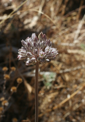 Allium ampeloprasum