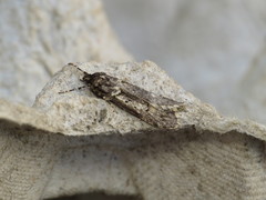 Diurnea fagella