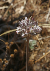 Allium ampeloprasum