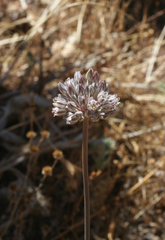 Allium ampeloprasum