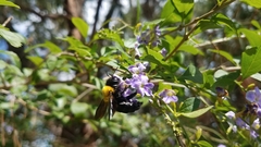 Xylocopa calens