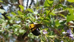 Xylocopa calens