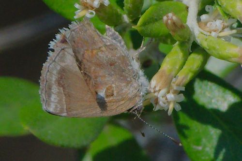 Lantana Scrub-Hairstreak photo 6