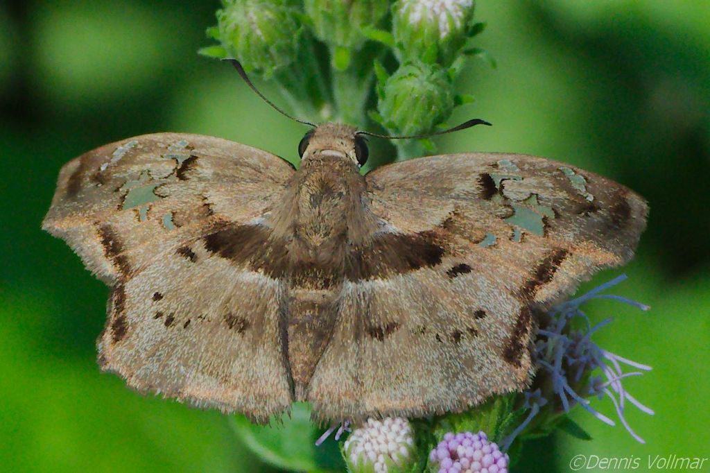 Tanned Blue-Skipper