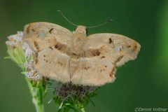 Quadrus lugubris lugubris