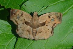 Quadrus lugubris lugubris