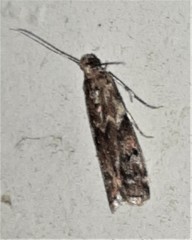 Ephestiopsis oenobarella