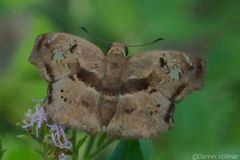 Quadrus lugubris lugubris