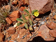 Sida fibulifera