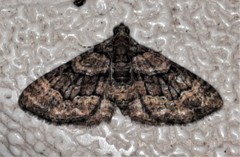 Eucymatoge peplodes