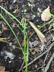 Carex gibba