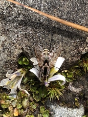Proscissio milleri