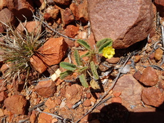 Sida fibulifera