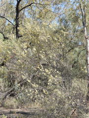 Hakea leucoptera leucoptera