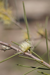 Hakea leucoptera leucoptera
