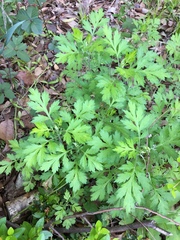 Artemisia princeps