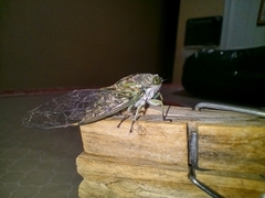 Cicadidae
