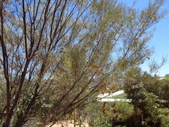 Acacia aneura