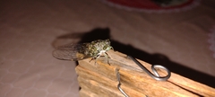 Cicadidae
