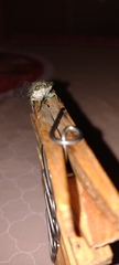 Cicadidae