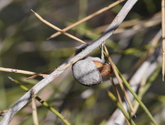 Hakea leucoptera leucoptera
