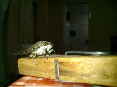 Cicadidae