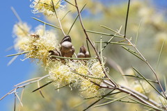 Hakea leucoptera leucoptera