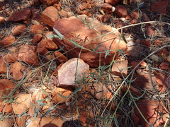 Chenopodium nutans eremaeum
