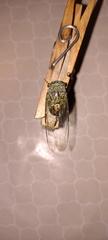 Cicadidae